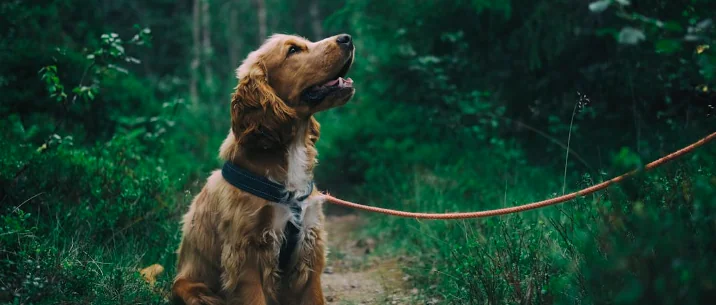 Cani abbandonati: cosa fare in caso di ritrovamento